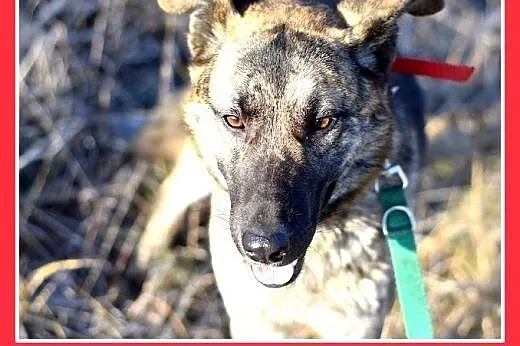ROKO,28kg,owczarek,młody,wesoły,towarzyski pies.AD