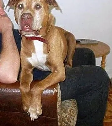 Fiodor Pit Bull Terrier red nose , mazowieckie W