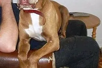 Fiodor Pit Bull Terrier red nose  ,  mazowieckie W