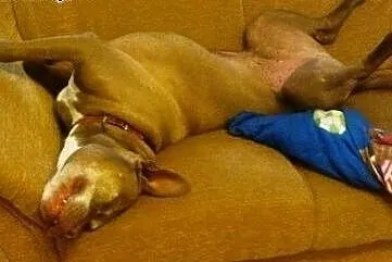 Fiodor Pit Bull Terrier red nose  ,  mazowieckie W