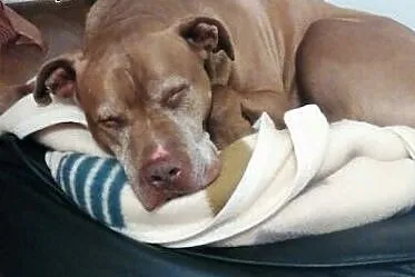 Fiodor Pit Bull Terrier red nose  ,  mazowieckie W