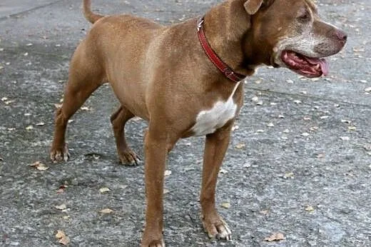 Fiodor Pit Bull Terrier red nose  ,  mazowieckie W