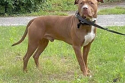 Fiodor Pit Bull Terrier red nose  ,  mazowieckie W