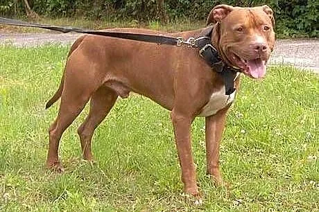 Fiodor Pit Bull Terrier red nose  ,  mazowieckie W