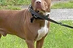 Fiodor Pit Bull Terrier red nose  ,  mazowieckie W