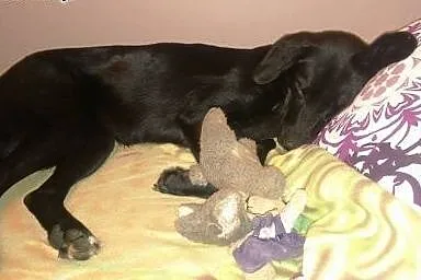 Młoda ok 1.5 roczna Maja szuka domu,  mazowieckie 