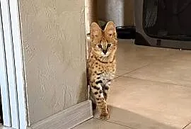 Serwal savana, serval afrykański