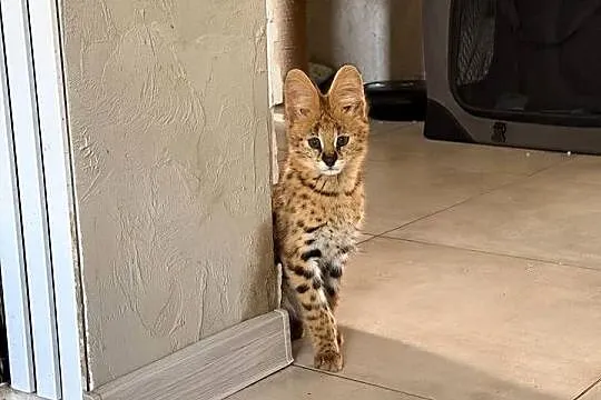 Serwal savana, serval afrykański