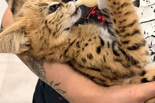 Serwal savana, serval afrykański, Kujawsko-pomorskie, Grudziądz