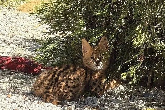 Serwal savana, serval afrykański, Kujawsko-pomorskie, Grudziądz