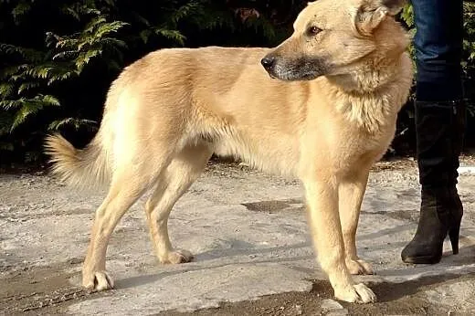 Zeus młody fajny psiak,  podkarpackie Tarnobrzeg