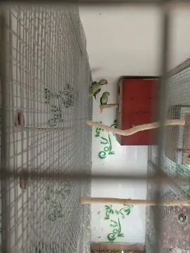 Aleksandretty wielkie dwie pary, , Kłodawa