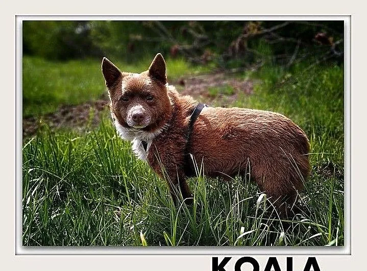 KOALA,8kg,mały,łagodny,spokojny,szczepiony piesek.ADOPCJA, Małopolskie, Kraków