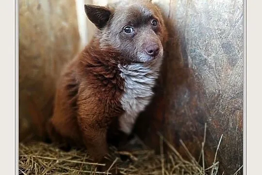 KOALA,8kg,mały,łagodny,spokojny,szczepiony piesek.ADOPCJA, Małopolskie, Kraków