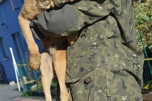 Kartoszek - psi senior czeka na swojego człowieka!