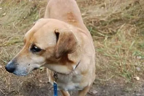 Luna sunia niemal idealna marzy o kochającym domku