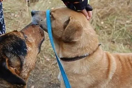 Luna sunia niemal idealna marzy o kochającym domku