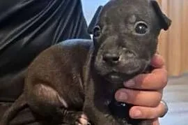 szczeniak american Pitbull terrier