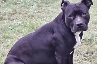 szczeniak american Pitbull terrier, Dolnośląskie, Bolesławiec