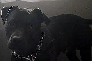 szczeniak american Pitbull terrier, Dolnośląskie, Bolesławiec