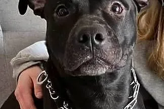 szczeniak american Pitbull terrier, Dolnośląskie, Bolesławiec