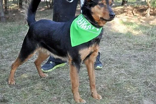 Taki jestem sobie Frodo,  mazowieckie Radom