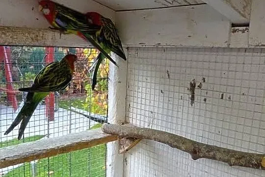 Sprzedam papugi - rozele - rozele białolice, Dolnośląskie, Strzegom