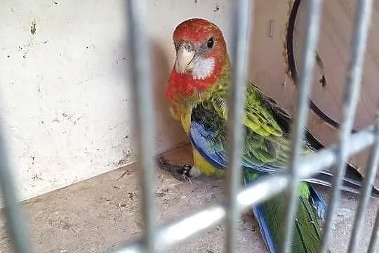 Rozella białolica