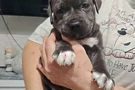 Piękne amstaff