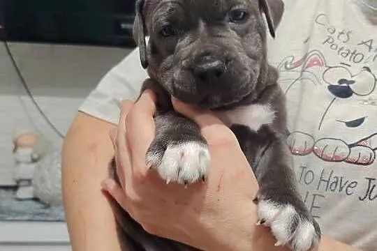 Piękne amstaff