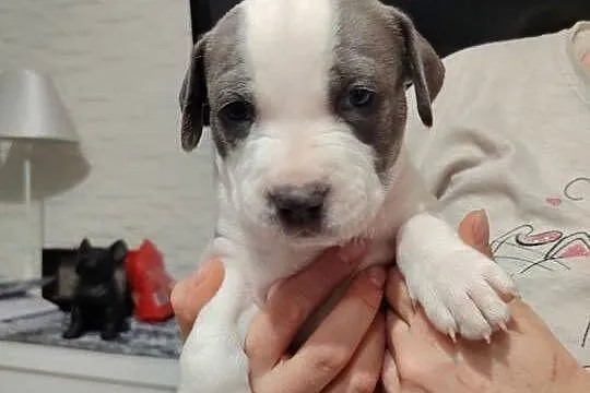 Piękne amstaff, Dolnośląskie, Dzierżoniów
