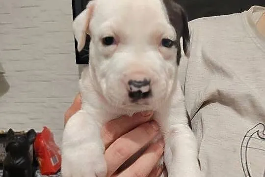 Piękne amstaff, Dolnośląskie, Dzierżoniów