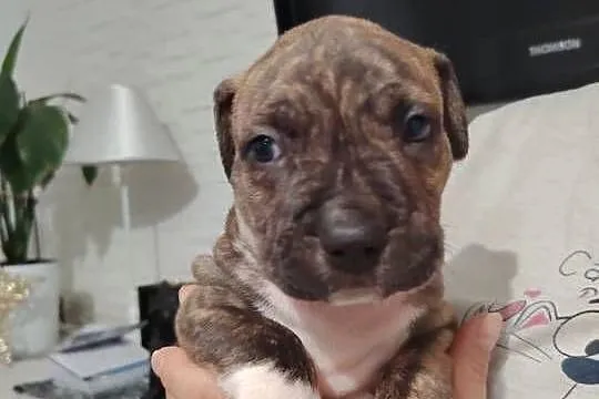 Piękne amstaff, Dolnośląskie, Dzierżoniów