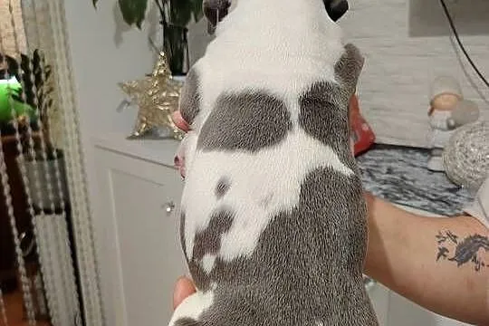 Piękne amstaff, Dolnośląskie, Dzierżoniów