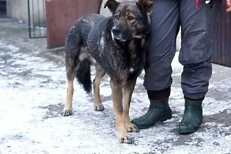 Aleks,spokojny starszy pies szuka domu!,  Kundelki