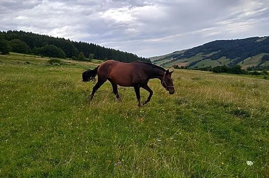 Oldenburska klacz do hodowli