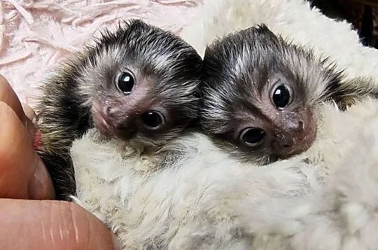 Marmozeta biaoucha