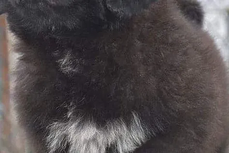 Mastif tybetański-obłędny cudowny czarny piesek (d, Sicienko