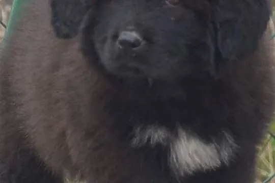 Mastif tybetański-obłędny cudowny czarny piesek (d, Sicienko