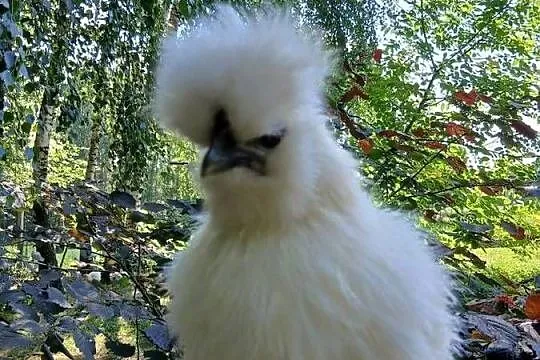 Kogucik silka jedwabista