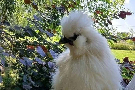 Kogucik silka jedwabista, Małopolskie, Stojowice