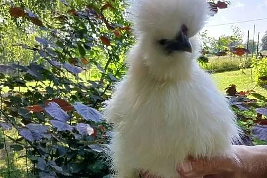Kogucik silka jedwabista, Małopolskie, Stojowice