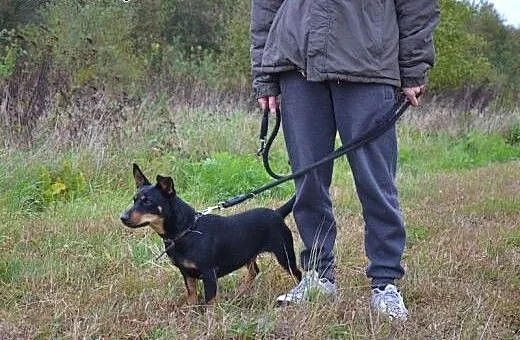 Śliczna Żabcia do adopcji - 4 letnia, 10kg sunia ,