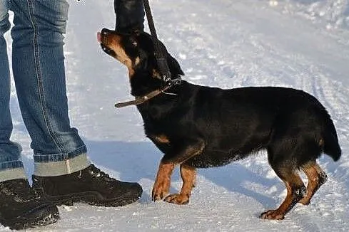 Śliczna Żabcia do adopcji - 4 letnia, 10kg sunia ,