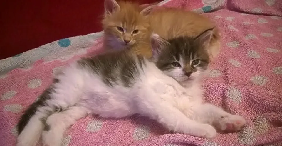 Cudowny Maine Coon