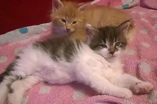 Cudowny Maine Coon