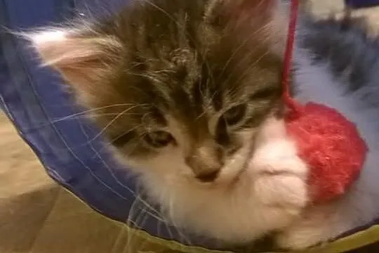 Cudowny Maine Coon