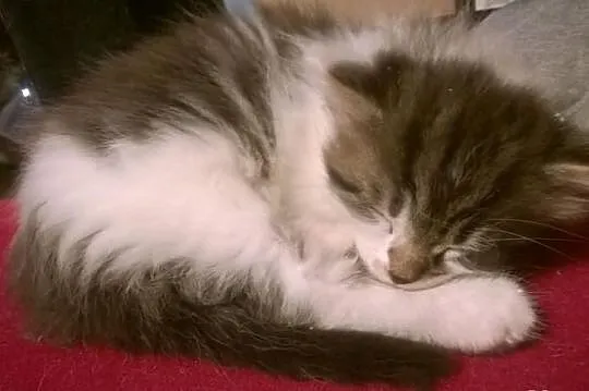 Cudowny Maine Coon