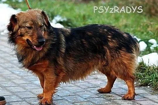 GRUSZKA - jamnik długowłosy w wersji maxi