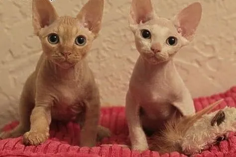 RODOWODOWE KOCIĘTA DEVON REX,  łódzkie Konstantynó